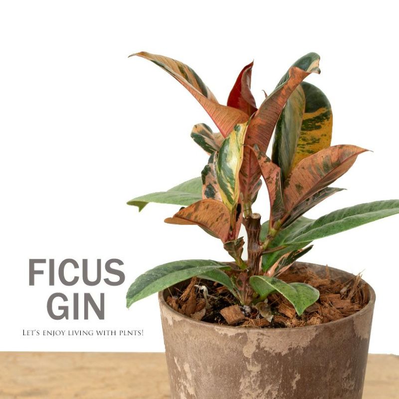 温度や日照で葉色が変化する！フィカス・ジン観葉植物 室内 インテリア おしゃれギフト プレゼント 誕生日 インテリアグリーン ガーデニング オフィス リビング 鉢 おしゃれ 人気 ミニ観葉 ミニ樹木 緑のインテリア お祝い 新築祝い 新居 引っ越しのサムネイル