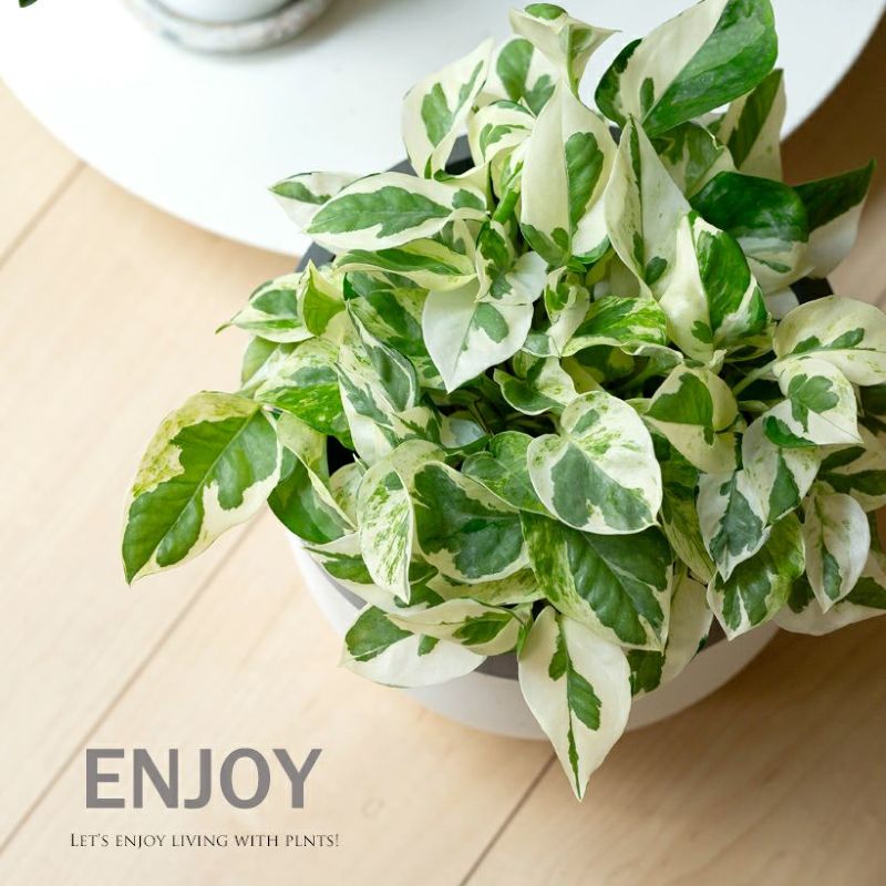 お手頃ハンギング！ポトス・エンジョイ【品質goodです】吊り下げ 植物 吊るす 吊り鉢 ハンギング 観葉植物 室内 インテリア 小さい おしゃれギフト ミニ おしゃれ ギフト プレゼント 誕生日 インテリアグリーン ガーデニング オフィス リビングのサムネイル