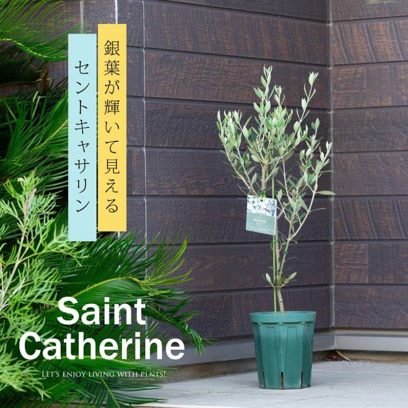 オリーブ、農家さんお勧め品種SELECT（セントキャサリン,コロネイキ,ピクアル）オリーブ苗木 オリ ...