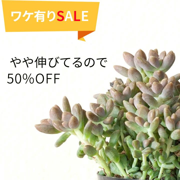 【訳有りSALE】 姫秋麗（ヒメシュウレイ）多肉植物 グラプトペダルムのサムネイル