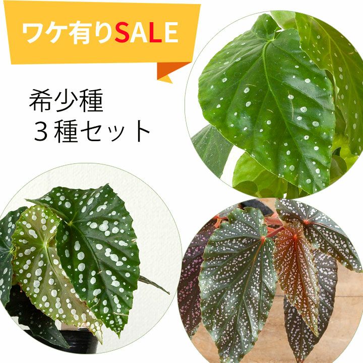 【訳有りSALE】木立ち性の水玉ベゴニア希少「3種類（3POT)SET」のサムネイル