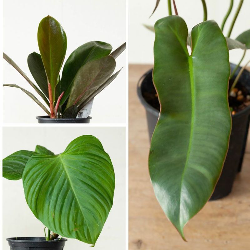 可愛い品種、PICKUP！フィロデンドロン COLLECTION（3.5号鉢）リンナイクンス アタバポエンセ ナンガリテンス 植物 観葉植物 室内 インテリア 小さい おしゃれギフト ミニ おしゃれ インテリアグリーン ガーデニング オフィス リビング ミニ観葉のサムネイル