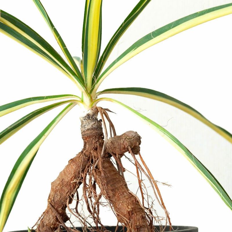 斑入りのユッカ「カラーガード」根上がり仕立てフィラメントーサ カラーガード 5号 鉢植え 室内 屋外 ...