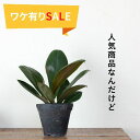【SALE】モスポット直径15cm×高さ12.5cm植木鉢 テラコッタ アンティーク 素焼き 鉢 JUNK おしゃれ お買い得