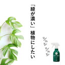 葉色を「濃い緑」にしたいなら。継続しやすい液体肥料 MYPLANTS すばやく元気を届けるミスト 住友化学園芸