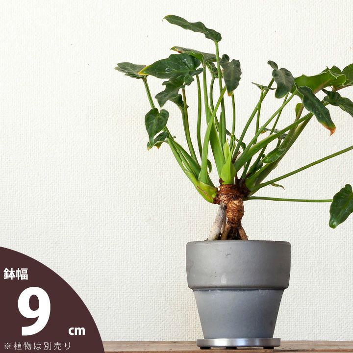 樂天商城 - 武骨でカッコいい！瓦ツートン植木鉢（9.5cm）植木鉢 観葉植物 植え替え 鉢カバー おしゃれ おしゃれな植木鉢 室内 鉢 鉢植え 土 ガーデニング 屋内 小さい 小さめ ミニ シンプル 排水穴 排水 受皿 受け皿 キッチン ガーデン ハーブ フラワーポット