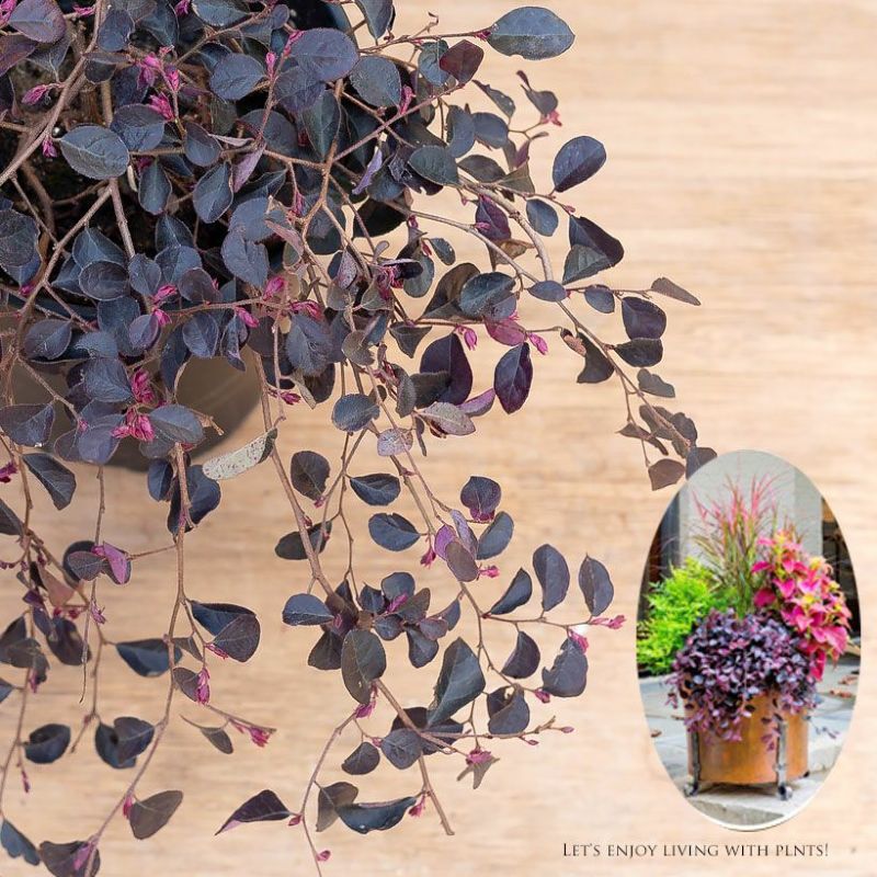 トキワマンサク・ルビーランナー屋外植物 常緑 玄関庭 路地植え 寄せ植え 苗 庭木