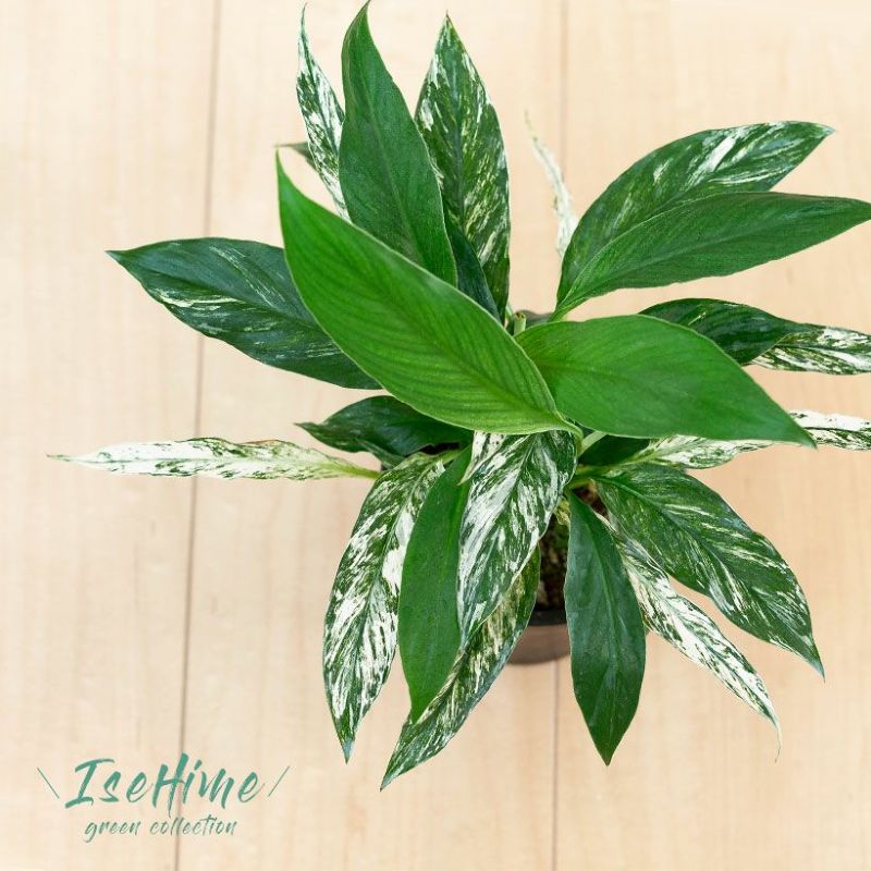 斑入りスパティフィラム「いせ姫」伊勢姫 いせひめ スパティーフィラム ふいり 植物 観葉植物 室内 インテリア 小さい ミニ おしゃれ インテリアグリーン ガーデニング オフィス リビング 鉢 おしゃれ 人気 ミニ観葉 ミニ樹木 デスクトッププラント 緑のインテリアのサムネイル