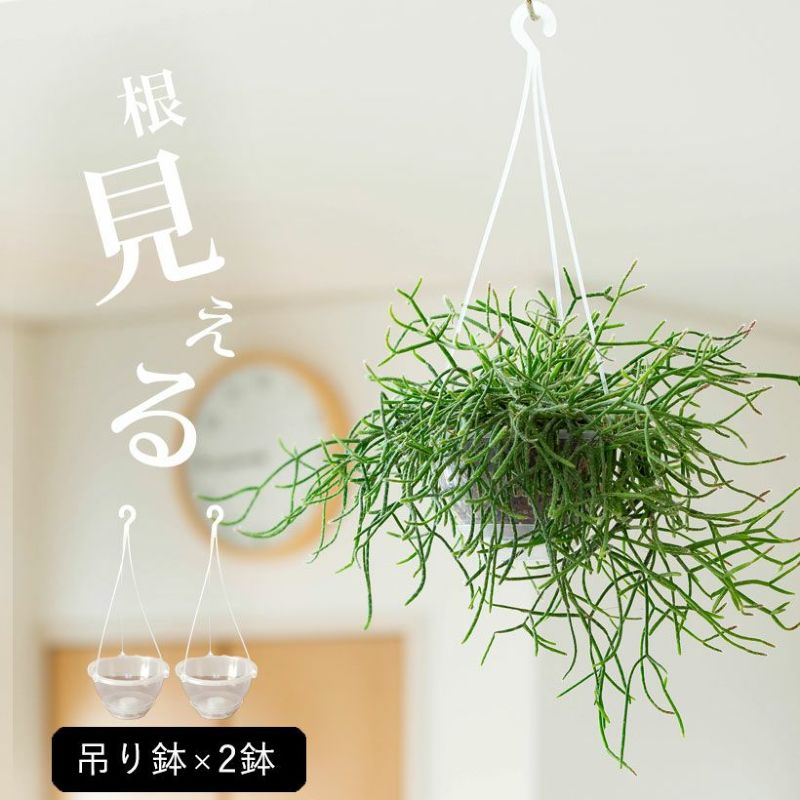 透明の吊り鉢（ネガミエルAIR）【2鉢SET】 浅岡園芸 おしゃれ 鉢 吊り下げ ハンギング エアー 5号 4号 3号 観葉植物の植え替え 根が見える鉢 クリア 半透明 観葉植物の鉢 植木鉢 プラスチック