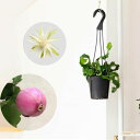 エピフィラム・グアテマレンシス(ガテマレンシス)吊り鉢 吊り下げ 植物 観葉植物 4号 ミニ 孔雀 サボテン おしゃれ 室内 インテリア リビング ダイニング お部屋 オフィス