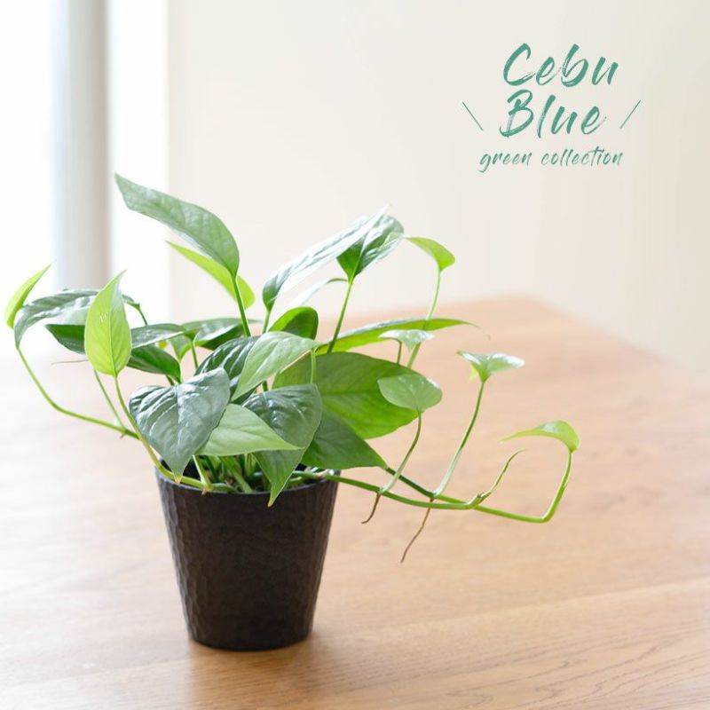 Cebu-Blue（セブブルー） 3号typeエピプレムナム ピナツム セブブルー 観葉植物 サトイモ科 おしゃれ 室内 小さい ミニ インテリアグリーン 室内植物 ガーデニング 鉢植え 育てやすい 丈夫