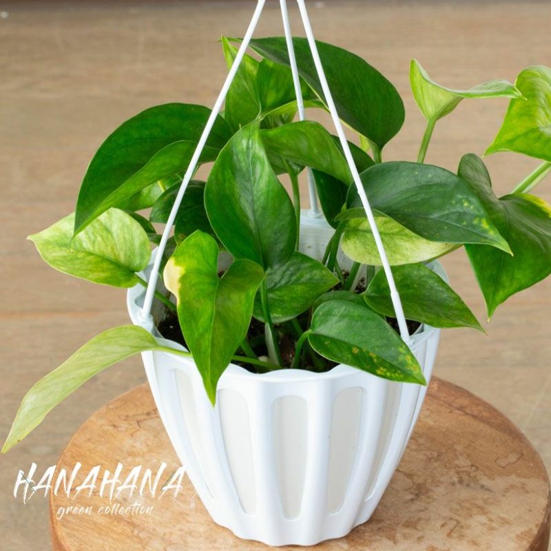 ポトス・ハナハナ（見た目も名前もゴキゲンなポトス♪）観葉植物 吊るす 吊り下げのサムネイル