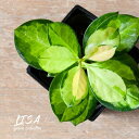 ホヤ・オーストラリス リサホヤ 斑入り 苗 鉢植え ピンク 植物 観葉植物 室内 インテリア 小さい おしゃれギフト ミニ おしゃれ インテリアグリーン ガーデ...