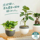 有名農家の観葉植物、北欧鉢に植えて ポトス グローバルグリーン/ポトス パーフェクトグリーン /ソフィア/メラニー ゴムの木 観葉植物 鉢 ベンガルゴム メラニーゴム 小さい 浅岡園芸 ニチドリ おしゃれ