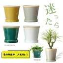 4色から選べる、植物に合せやすい植木鉢 植木鉢 おしゃれ 陶器 鉢 観葉植物 植え替え 小さめ ホワイト ターコイズ イエロー グレー 白 青 黄色 灰色 セラ...