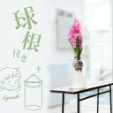 【予約品・お届けは9/19〜】ヒヤシンスの水栽培3点SET(球根、花瓶、育て方ガイド)水耕栽培 セット ガラス 小さい おしゃれ インテリア お花 室内 簡単