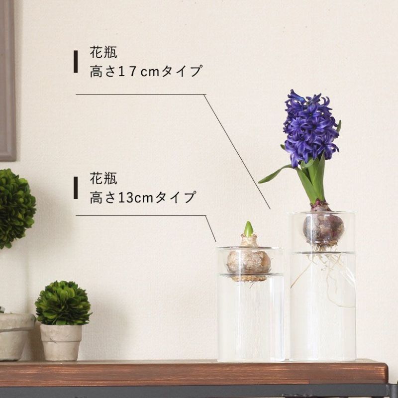 ウオーターヒヤシンス　花瓶 Amazon.co.jp: Amosfun 4個 ヒヤシンス花瓶 家の花瓶の装飾 水耕