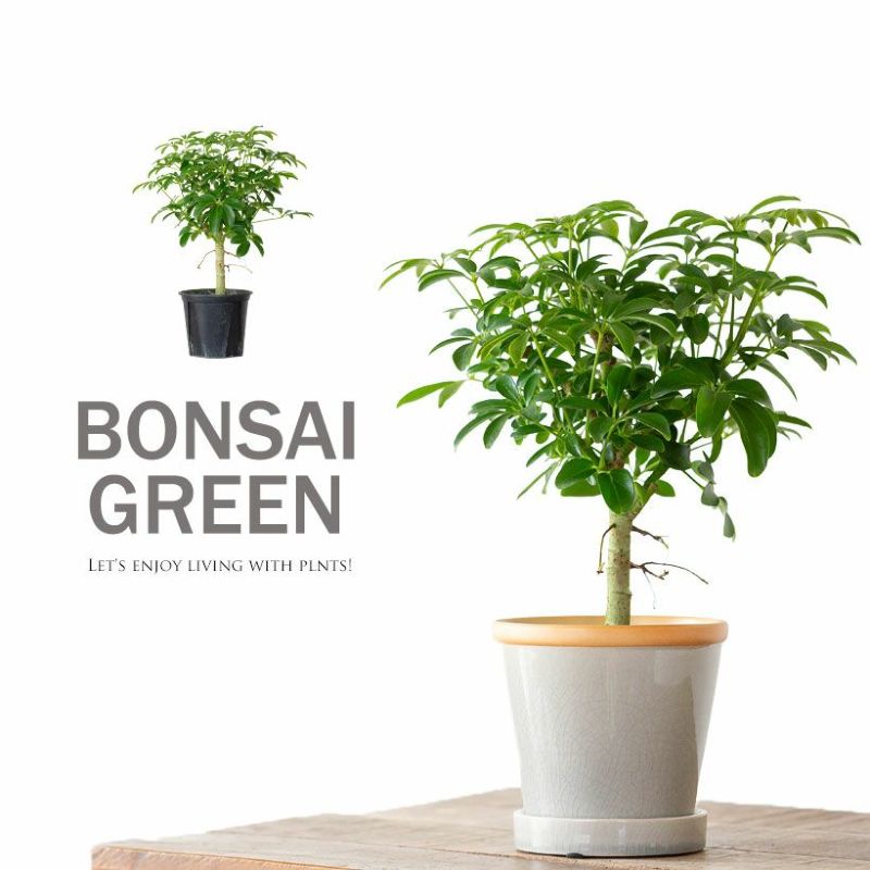 シェフレラ・コンパクタ　リビングサイズ　沖縄中部産　ガチシマリ シェフレラ・コンパクタ リビングサイズ 沖縄中部産 ガチシマリ