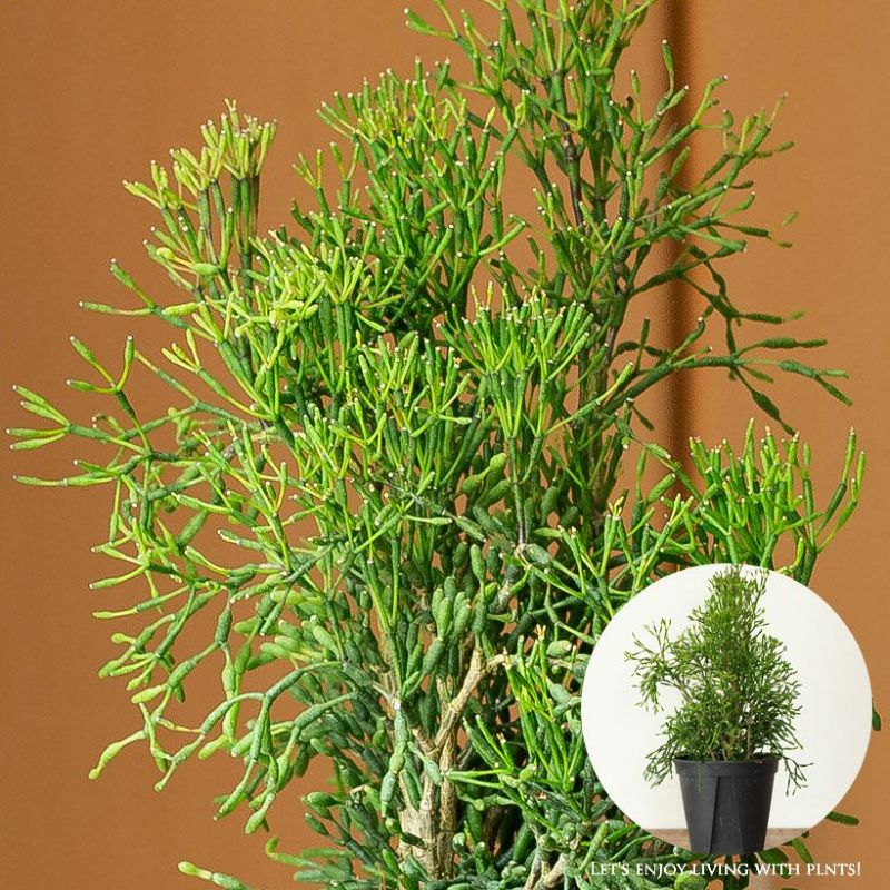 リプサリス・ハティオラ「ヴィンテージ」観葉植物 室内 インテリア 小さい おしゃれギフト ミニ おし ...