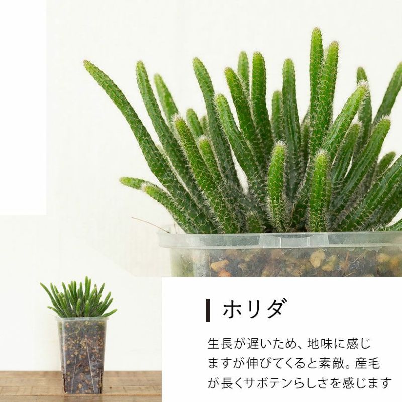リプサリス　エワルディアナ　苗　多肉植物 gd9470_c11.jpg