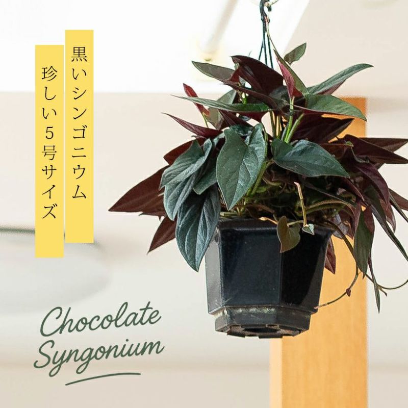黒いシンゴニウム”チョコレート”ボリュームたっぷり5号鉢吊り鉢 吊り下げ 吊るす 観葉植物 室内 おしゃれ 5号 インテリア リビング オフィスのサムネイル