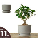 シンプルで素敵。和モダン陶器鉢「キハチ」植木鉢 陶器 観葉植物 植え替え 鉢カバー おしゃれ おしゃれな植木鉢 室内 鉢 鉢植え 土 ガーデニング 屋内 和風 ...