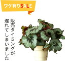 【訳有りSALE】レックスベゴニア・エスカルゴ(ボリューム有ります)観葉植物 渦巻き ベコニア 模様 葉