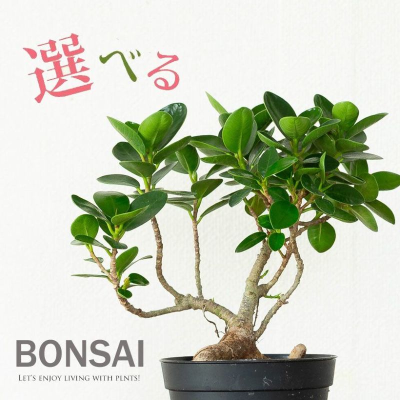 樂天商城 - 【写真で選べる】盆栽風パンダガジュマル写真現品 観葉植物 ぱんだがじゅまる