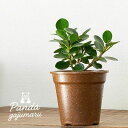 「パンダガジュマル」を環境に配慮したecoポットに植えて。パンダガジュマルの木 ガジュマル 観葉植物 小さい ぱんだがじゅまる コンパクト品種 種類 室内 インテリア 植物 ミニサイズ おしゃれ デスク用 リビング オフィス キュート ギフト 女子 誕生日 プレゼント