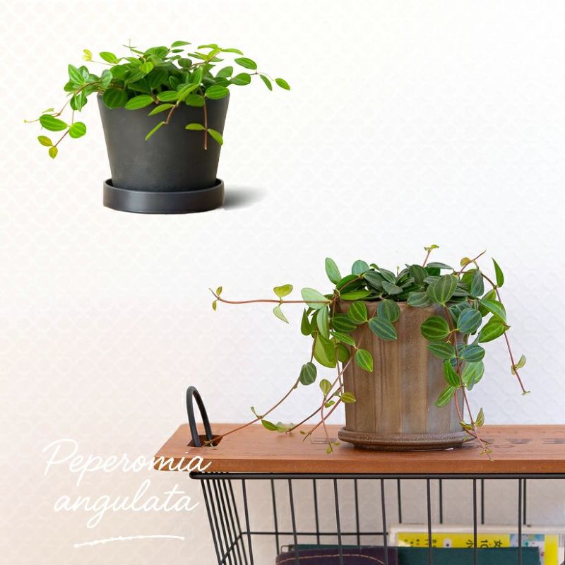 小さくてもシャンとしてる♪いい感じの「アングラータ」さん観葉植物 鉢植え 室内 インテリア 小さい ミニ おしゃれ ギフト プレゼント 誕生日 インテリアグリーン ガーデニング オフィス リビング 鉢 おしゃれ 人気 ミニ観葉 緑のインテリア