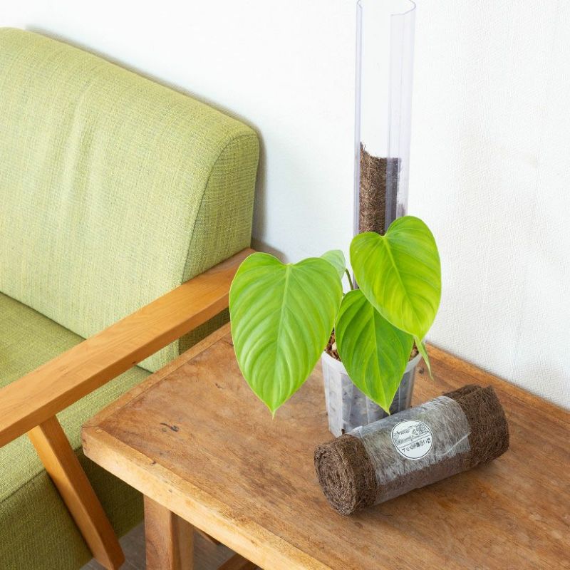 �����ޥåȡ��Ф�������ͥ����åפ����ܤ��Τ��ɤ��ˤͤ��������ޥå� �ͤ����å� �ͤ����Ф��� ǭ���Ф��� �ͤ����Ф��� ���տ�ʪ �� �����ؤ� ���տ�ʪ�ο����ؤ� �Ф餻 �ӿ��� ���� ������ɻ� ��ʪ ���� �ץ�󥿡� ǭ���å�