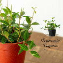 ペペロミア・ラグラス(育てるのが楽しい品種です)観葉植物 室内 インテリア 小さい ミニ おしゃれ ギフト プレゼント 誕生日 インテリアグリーン ガーデニング...