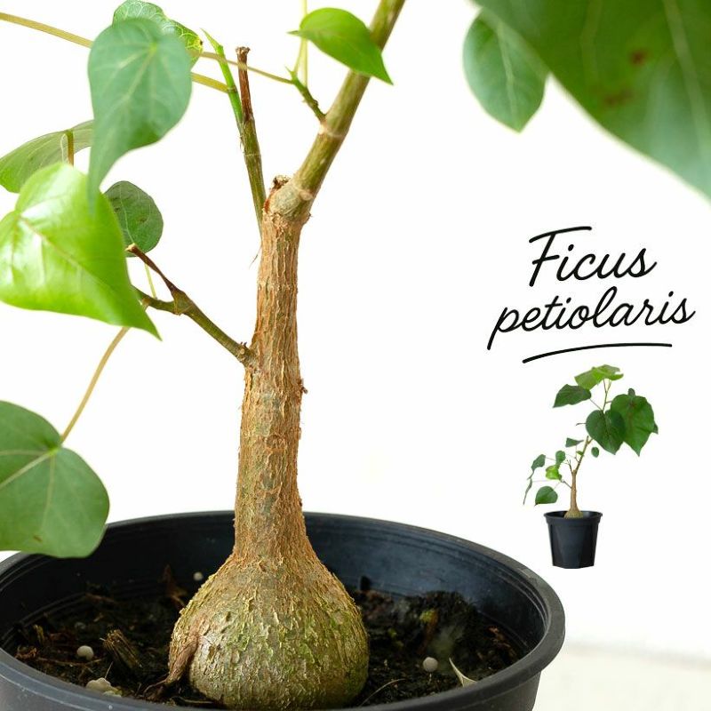 数量限定！フィカス・ペティオラリス...