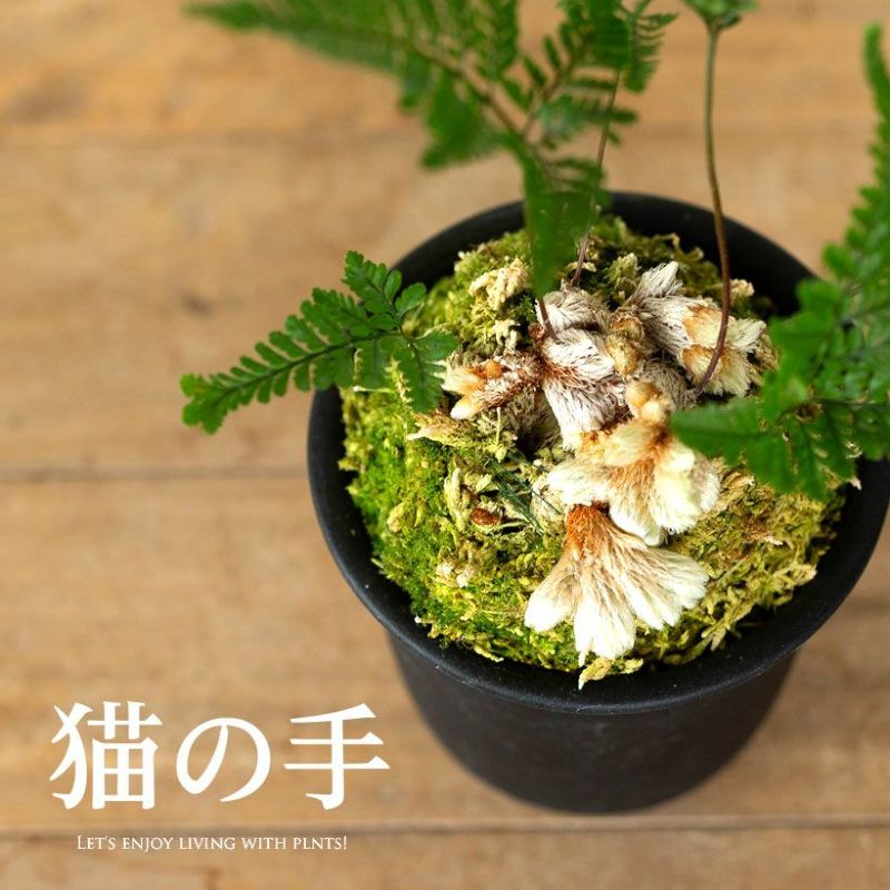トキワシノブの変異種！「猫の手（石化シノブ）」ときわしのぶ 常盤忍 せっか ねこのて 根 ふさふさ もふもふ モコモコ 石化しのぶ 3号 ポット苗 植替え 鉢植え 山野草 根茎 室内 おしゃれ インテリア 観葉植物 鉢植え ガーデニング オフィスのサムネイル