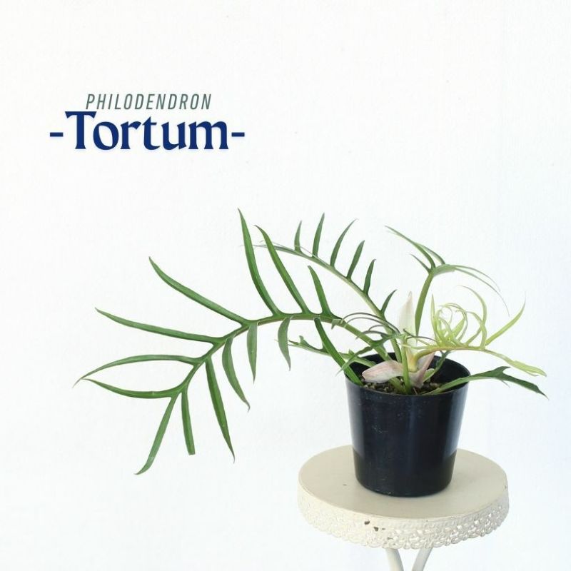 フィロデンドロン・トータム（トルツム）観葉植物 苗