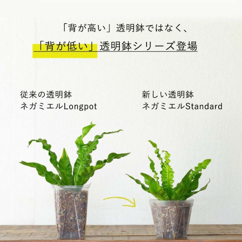 透明スリット鉢「スタンダード」type(ネガミ...の紹介画像3