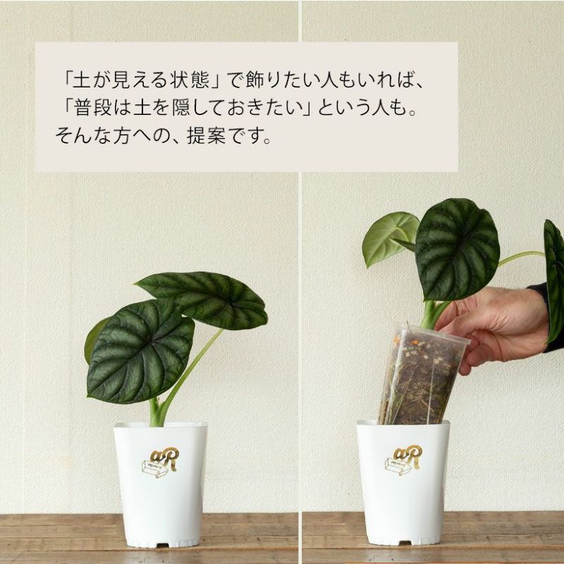 ネオプット2鉢SET(根が見える透明スリット3...の紹介画像3