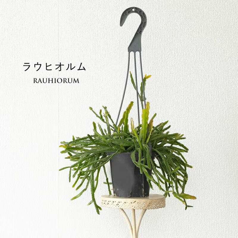 【大特価！】ハンギングポット　定価42,000円　観葉植物 楽天市場】観葉植物 ハンギング（サイズ（植木鉢）4 ～ 6号）の通販