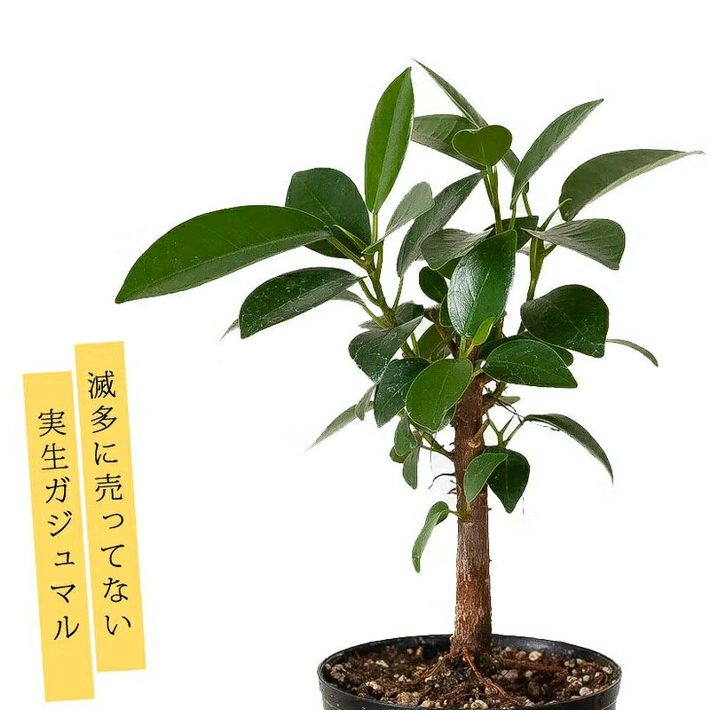 【お届けは3/17〜】珍しい、実生ガジュマル観葉植物 ガジュマル 苗 小さい ミニ おしゃれ 植物 がじゅまる 種 インテリア オフィス プレゼント 鉢植え 小型 幹 木 レア 初心者 植え替え 鉢 日本産 国産
