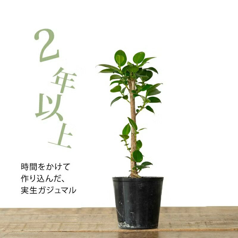 珍しい、実生ガジュマル観葉植物 ガジュマル 苗 小さい ミニ おしゃれ 植物 がじゅ...