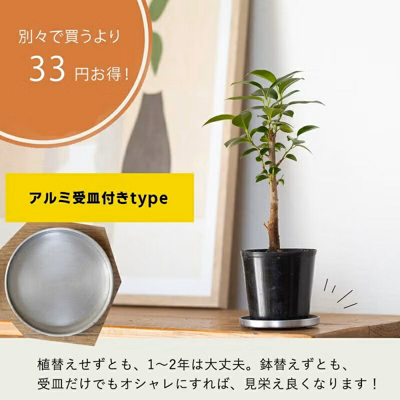 珍しい、実生ガジュマル観葉植物 ガジュマル 苗 小さい ミニ おしゃれ 植物 がじゅ...