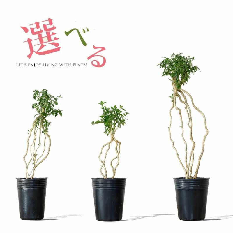 【写真で選べる】盆栽コウチョウゲ（紅丁花）写真現品 屋外植物 苗 植え替え 個性