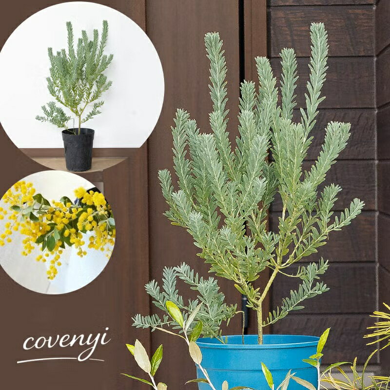 楽天市場】アカシアブルーブッシュの通販