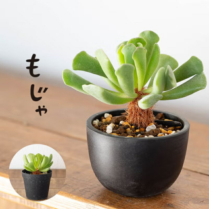 崖の上のモジャ多肉植物観葉植物おし...