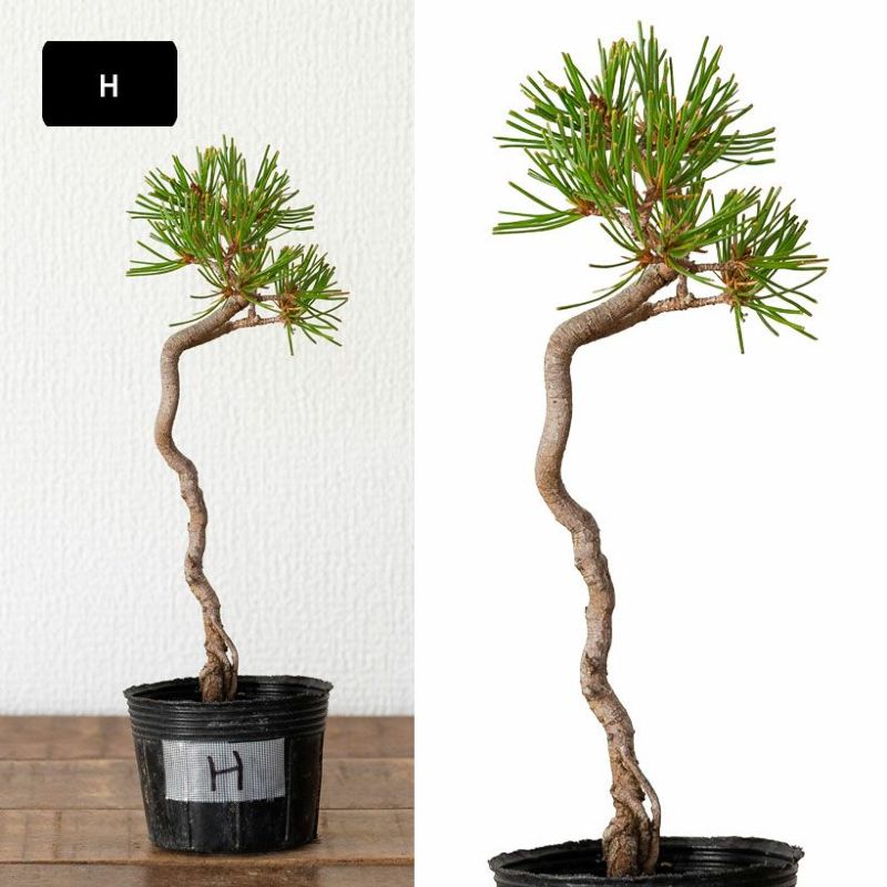 楽天市場】赤松 苗木の通販