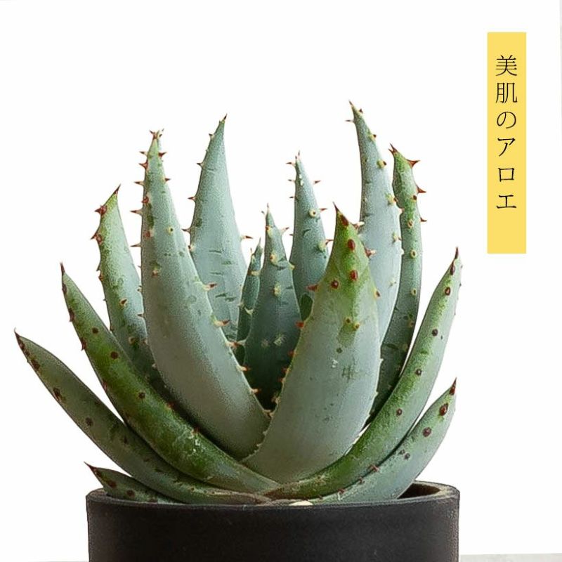 丈夫、そして美しい！アロエ「ペグレラエ」愛でてみたくなりました。アロエ 苗 鉢植え 人気品種 ミニ 小さい アロエ ペグレラエ おしゃれ ミニ 小さい 屋外 育てやすい 丈夫 アロエポット 観葉植物 鉢植え ガーデニング インテリア植物