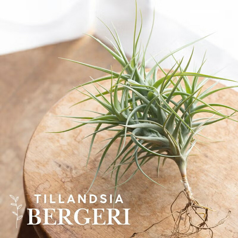 大きめ満足サイズ！チランジア・ベルゲリ（クランプ仕立て）エアプランツ エアープランツ ベルゲリー ..