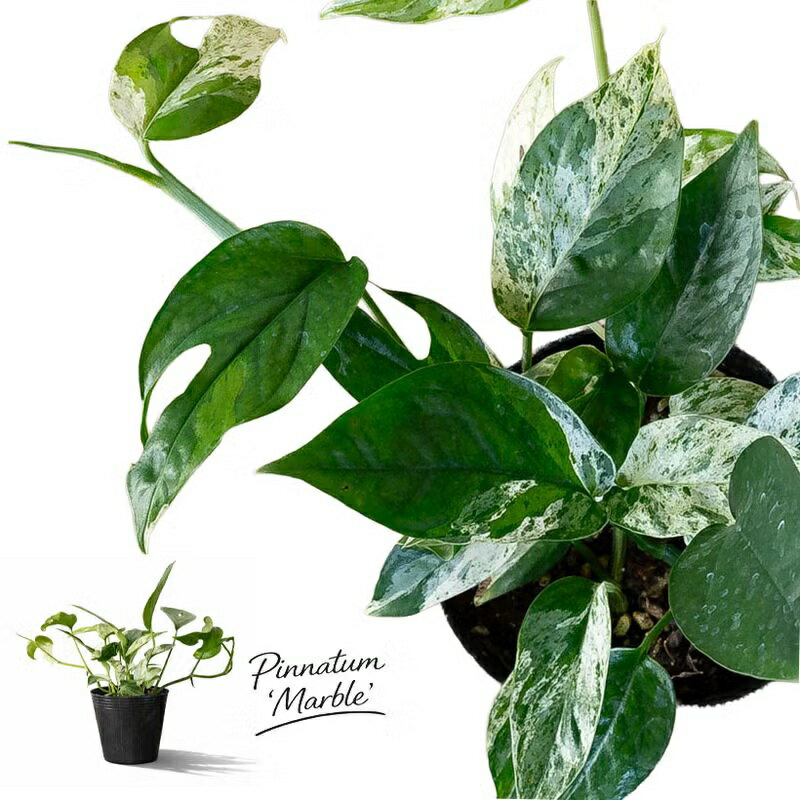 エピプレナム ピナツム マーブル4号ポット苗ツル性 斑入り 苗 観葉植物 室内 インテリア おしゃれ ギフト プレゼント 誕生日 インテリアグリーン