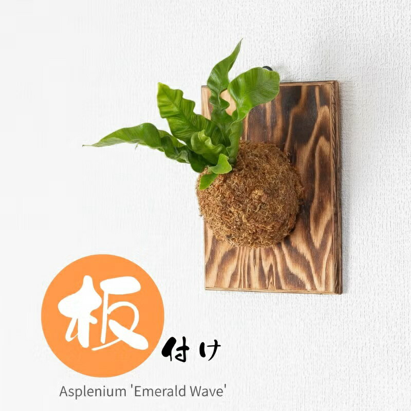 【2/25〜のお届け】板付け仕立てのアスプレニウム・エメラルドウェーブ吊り下げ 吊るす 観葉植物 小さい ミニ観葉 植物 壁 インテリア おしゃれ 室内 リビング ダイニング キッチン オフィス 室内 タニワタリ ウェーブ 葉 育てやすい
