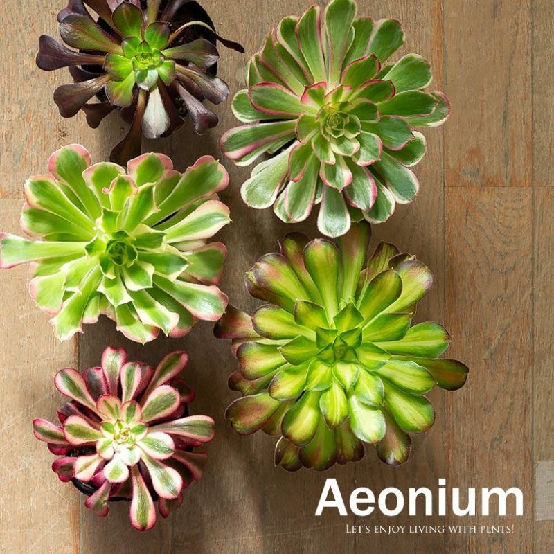 アエオニウムCollection（3.5号苗×1） ショウカ/シャネル/クジャクレイ/アフターグロウ/リバーストーン多肉植物 苗 観葉植物 おしゃれ